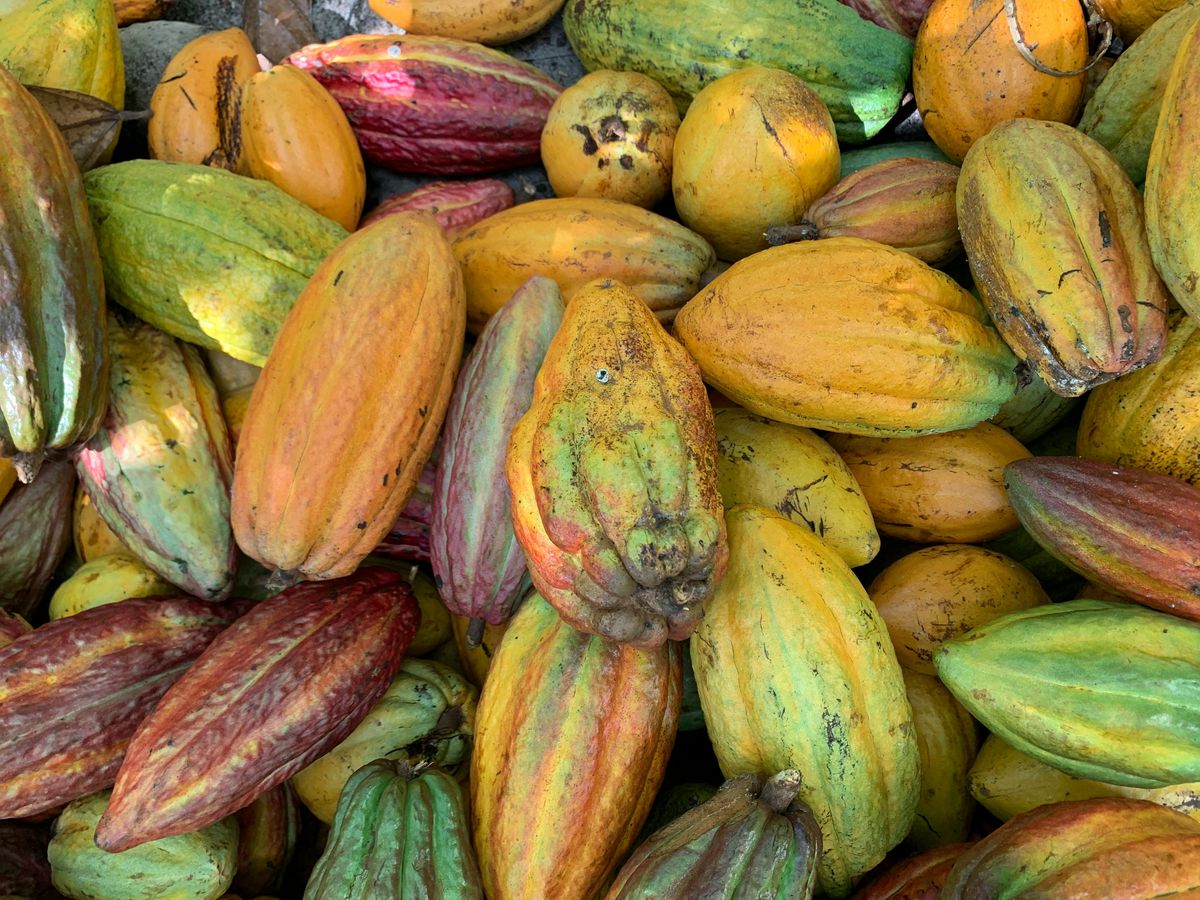 Cacao pods at harvest